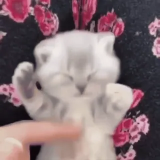 🙈 2886d4f2 子猫, 猫, 動物, 可愛い, ペット, 遊ぶ whatsapp sticker