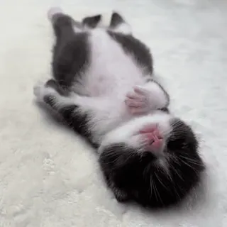 🌟 2d0402aa 子猫, 猫, かわいい, 睡眠, 動物, ペット whatsapp sticker