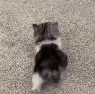 🌟 3af12014 猫, 子猫, 動物, ペット, かわいい, ふわふわ, カーペット whatsapp sticker