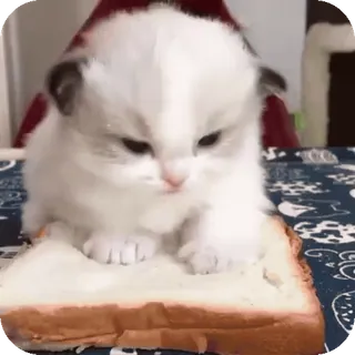 🐈 3ba09eaa 子猫, 猫, 可愛い, パン, 動物, ふわふわ whatsapp sticker