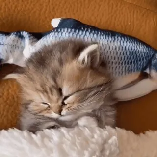 😴 3bccc0bb 子猫, 猫, 睡眠, 可愛い, ペット, 動物, 魚, 枕 whatsapp sticker