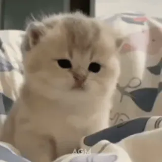 👽 41b4fe7a 猫, 子猫, 可愛い, ペット, 動物, 家畜, ふわふわ whatsapp sticker