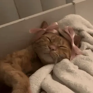 🎀 425c18c3 猫, 動物, ペット, 睡眠, リボン, かわいい, 子猫, 家畜 whatsapp sticker