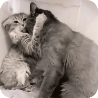 🌟 4486729d 猫, 動物, ペット, キス, 愛情, 愛 whatsapp sticker