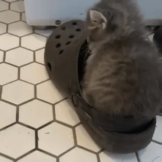 🥺 455448b3 猫, 子猫, 動物, ペット, 靴, かわいい, ふわふわ whatsapp sticker