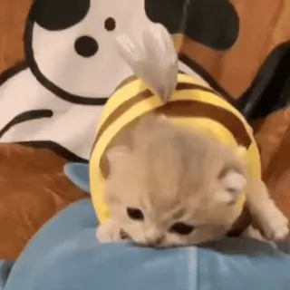😣 482f11ed 猫, 子猫, 動物, 可愛い, ミツバチのコスチューム, ペット whatsapp sticker