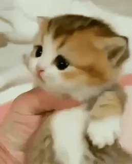 😖 4b9d8221 子猫, 猫, かわいい, 動物, ペット, 小さい, ふわふわ whatsapp sticker