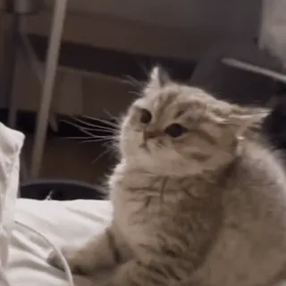 🔫 4f7e1086 猫, 子猫, かわいい, 動物, ペット whatsapp sticker