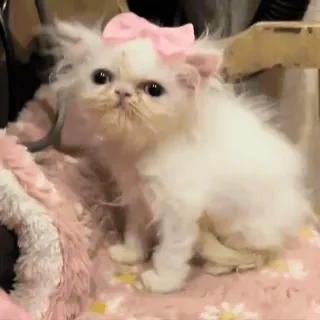 🎀 53a3657d 猫, 子猫, ペルシャ猫, 白い猫, 動物, ペット, かわいい, リボン whatsapp sticker