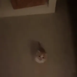 🫠 5c3c4408 猫, 動物, ペット, 家畜 whatsapp sticker