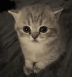 🌟 6fa9ee44 子猫, 猫, かわいい, 動物, ペット, 小さい, ネコ科 whatsapp sticker