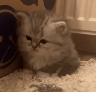 😾 764eb23a 猫, 子猫, 可愛い, ペット, 動物 whatsapp sticker