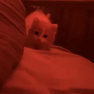 💋 77405542 猫, 子猫, かわいい, ペット, 動物 whatsapp sticker