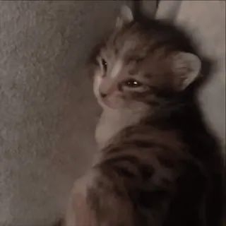 🌟 7960cc83 子猫, 猫, ペット, 動物, 可愛い, 家畜 whatsapp sticker