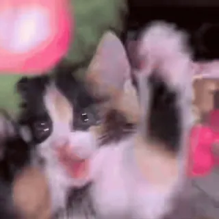 😧 7a779e1b 猫, 子猫, 可愛い, 動物, ペット, 家畜 whatsapp sticker