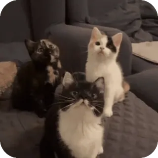 🐈 80f01101 猫, 子猫, ペット, 動物, かわいい, 家畜 whatsapp sticker