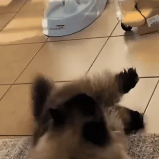 🙀 98f633ea 犬, ペット, 動物, かわいい, 愛らしい, ふわふわ whatsapp sticker