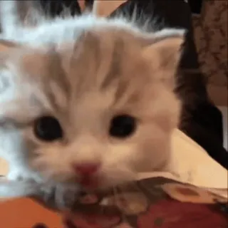 🌟 a9446e54 子猫, 猫, 可愛い, 動物, ペット, ネコ whatsapp sticker