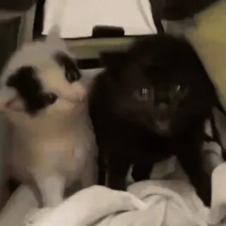 😾 ae043281 猫, 子猫, 動物, ペット, かわいい, 黒猫, 白猫 whatsapp sticker