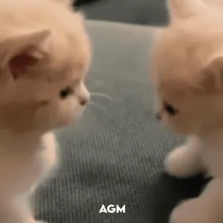 🫨 af1d8d74 AGM 子猫, 猫, かわいい, 動物, ペット, 愛らしい whatsapp sticker