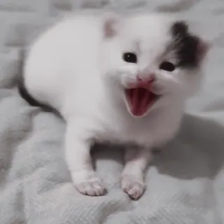 🌟 b4f7ca11 子猫, 猫, かわいい, あくび, 動物, ペット, 飼い猫 whatsapp sticker