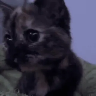 😳 b53da804 猫, 動物, 子猫, ペット, 飼い猫, 哺乳類 whatsapp sticker