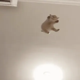 😍 b8b46d40 猫, 動物, 飛ぶ, 面白い, 可愛い, かわいい whatsapp sticker