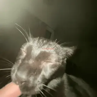 😁 b9f56dea 猫, ペット, 動物, 黒猫, ペット, ネコ科 whatsapp sticker