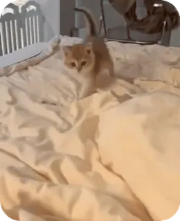 🐈 bacff2c3 子猫, 猫, ペット, 動物, かわいい, ベッド, 家畜 whatsapp sticker