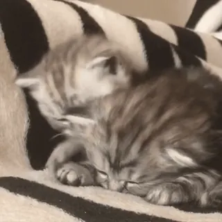 🥰 bbd091a9 子猫, 猫, 動物, 睡眠, 可愛い, ペット, ペット whatsapp sticker