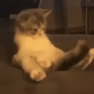 😯 c18466a0 猫, 子猫, 動物, ペット, 面白い, 可愛い, 座る whatsapp sticker