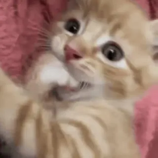 🌟 c8bd32a0 子猫, 猫, 可愛い, 動物, ペット, 飼い猫, ネコ科 whatsapp sticker