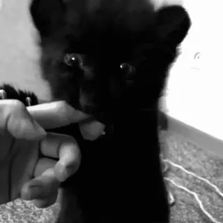 ➖ cb21b31b 猫, 子猫, 黒猫, ペット, 動物, 可愛い, 肉球, 飼い猫 whatsapp sticker