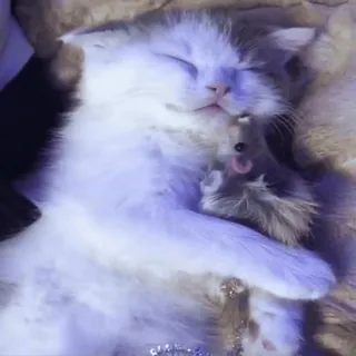 😴 ce12e932 子猫, 猫, 睡眠, かわいい, 動物, ペット whatsapp sticker