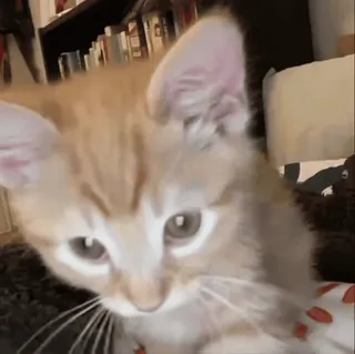 🌟 d1bd45e8 子猫, 猫, かわいい, 動物, ペット, 飼い猫 whatsapp sticker