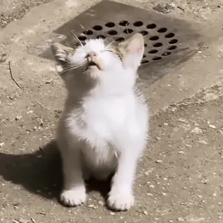 🤤 d3357422 子猫, 猫, ペット, 動物, かわいい, 白, 排水溝, 水 whatsapp sticker
