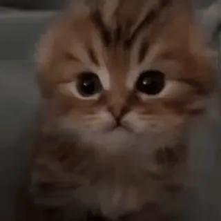 🌟 d7e89b51 猫, 子猫, 可愛い, 動物, ペット, ネコ whatsapp sticker