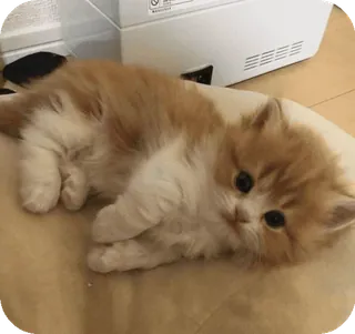 🌟 d9a159cb 猫, 子猫, ペット, 動物, 可愛い, ネコ科, 飼い猫 whatsapp sticker