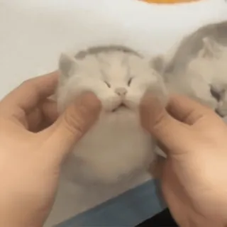 🥱 e1bab9af 猫, 子猫, かわいい, ペット, 動物, ふわふわ, 面白い, 飼い猫 whatsapp sticker