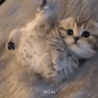 🐾 f61eca5d AGM 子猫, 猫, かわいい, 動物, ペット, 遊び好き, 家庭的, ネコ whatsapp sticker