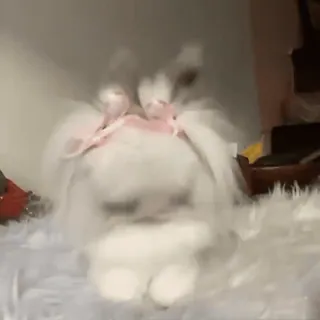 🎀 f69b1191 うさぎ, 可愛い, 動物, ふわふわ, ペット whatsapp sticker