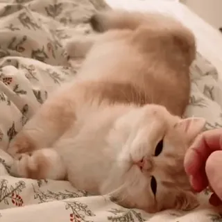 😻 f7a90236 猫, ペット, 動物, かわいい, 子猫, 家畜 whatsapp sticker