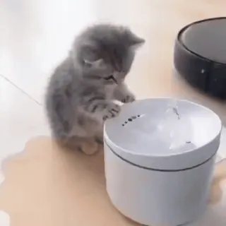🌟 f92c09ec 子猫, 猫, 動物, かわいい, ペット, 水, ボウル whatsapp sticker