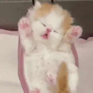 🌟 fa96d37f 子猫, 猫, 睡眠, 可愛い, 動物 whatsapp sticker