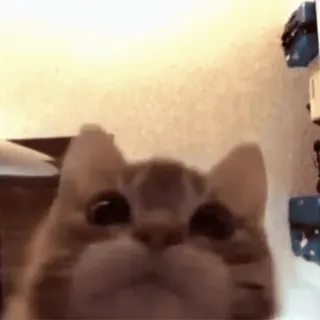 🌟 fe0d67d0 猫, 子猫, かわいい, ペット, 動物, 飼い猫 whatsapp sticker