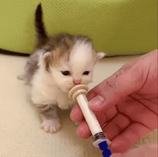 🌟 fe67ea9f 子猫, 猫, 赤ちゃん動物, ペット, 授乳, 哺乳瓶, 可愛い, 動物 whatsapp sticker