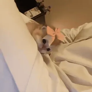 🎀 fece5e4a 犬, コーギー, リボン, 可愛い, ペット, 動物, 眠い whatsapp sticker