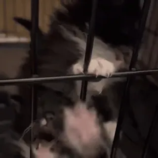 🤬 ff1a6edf 犬, 子犬, ケージ, 動物, ペット, シェルター whatsapp sticker