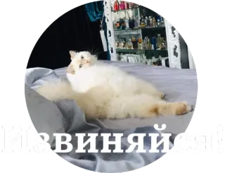 😒 322a92f5 Извиняйся! chat, excuse, chaton, mignon, doux whatsapp sticker