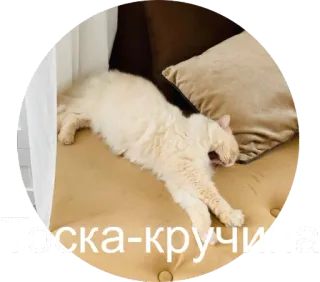 😩 c2222f01 ТОСКА-КРУЧИНА chat, sommeil, animal de compagnie, animal domestique whatsapp sticker